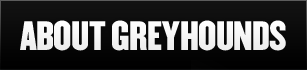 About Greyhounds