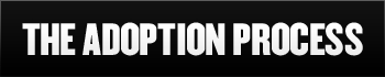 The Adoption Process